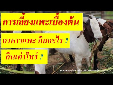 อาหารแพะ กินอะไร กินเท่าไหร่ (2.30 ที่ต้องระวัง)