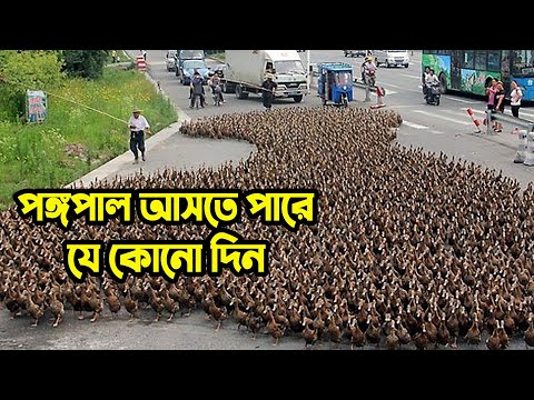 ভিডিও: পঙ্গপাল শিম আঠা কি?