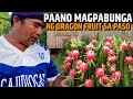 PAANO MAPABUNGA ANG DRAGON FRUIT SA CONTAINER | D' Green Thumb