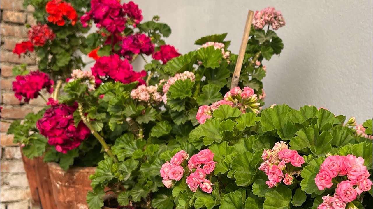 Geranium and other plants in my garden 
