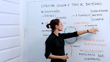 Como pode ser descrita a organização celular das bactérias quanto à presença?