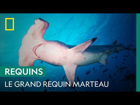 Le grand requin marteau, l'un des plus grands prédateurs de Floride 