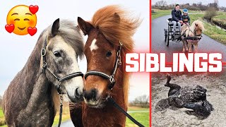Siblings! | Bjarni leaves | Weaning Peach and Mario | driving Puck | Friesian Horses by Friesian Horses 41,092 views 2 weeks ago 17 minutes