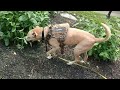 PET BELONG   Tactical No Pull Dog Harness