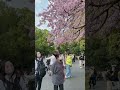 外国人は桜を見た反応🌸 #ザンちゃんねる #ベトナム人