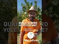 Potatura dell'ALBICOCCO con @boscodiogigia