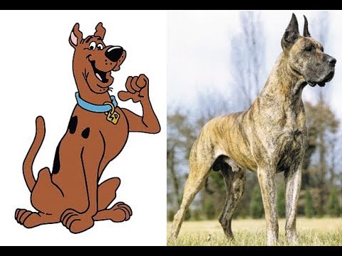 Dogue alemão: conheça a raça do personagem Scooby-Doo, Raças