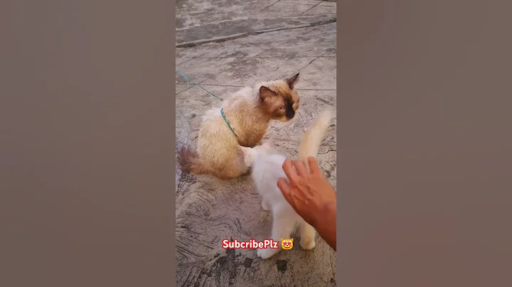 Video 6171081: kucing himalayan, himalayan cat, catlover himalayan, family catlover