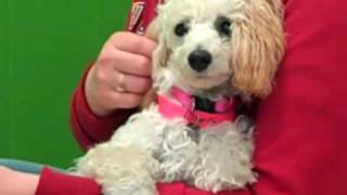 Sterling is a 6 month old Poodle who weighs 8 pounds. This beautifu...