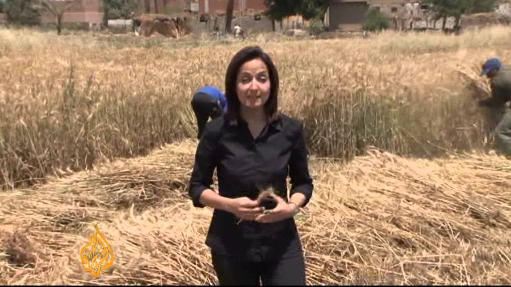 يواجه مزارعو القمح المصريون أوقاتاً عصيبة