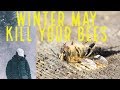 Feeding Bees In The Winter