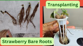 Transplanting Strawberry Bare Roots into Hydroponics, Aerogarden
