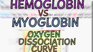 Hemoglobin vs Myoglobin: Oxygen Dissociation Curves