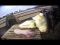 East Anglian Pig Co. Exposed | Animal Equality Undercover Investigation
