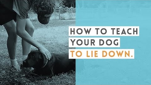 How to Train Your Dog to Lie Down // Puppy Training at Project 2 Heal