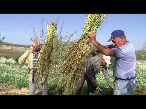 Video: Guida alla raccolta del sesamo: quando i semi di sesamo sono pronti per la raccolta