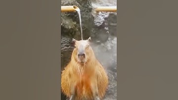 These Capybaras Are Too Chill! 😎🦫 #capybara #funny #animals #cute #relax #viral #shorts