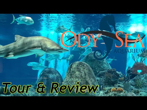 Video: Odysea Aquarium Scottsdale: Tips, Tickets, Locatie