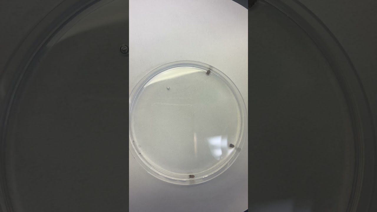 Baby Bobtail Squid