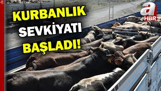 Kurbanlık Sevkiyatı Başladı Kurbanlıklara Sıkı Denetim A Haber