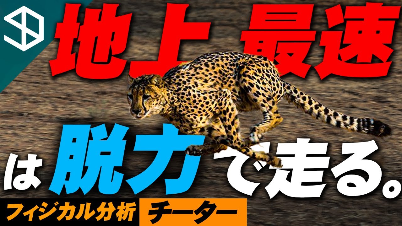 【チーター】地上最速が使う脱力のメカニズムとそのトレーニング方法【YouTube体育大学 フィジカル分析 】