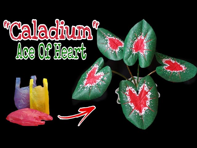 Cara membuat Caladium Ace of Heart || How To make Caladium Plant || DIY Flower || Plastic Bag Flower class=