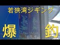 マイボート絶対釣れる。丸飲みジグ６０ｇで、ヒラマサ、ワラサ、ハマチ、サワラを釣ってみた結果がおもしろかった！