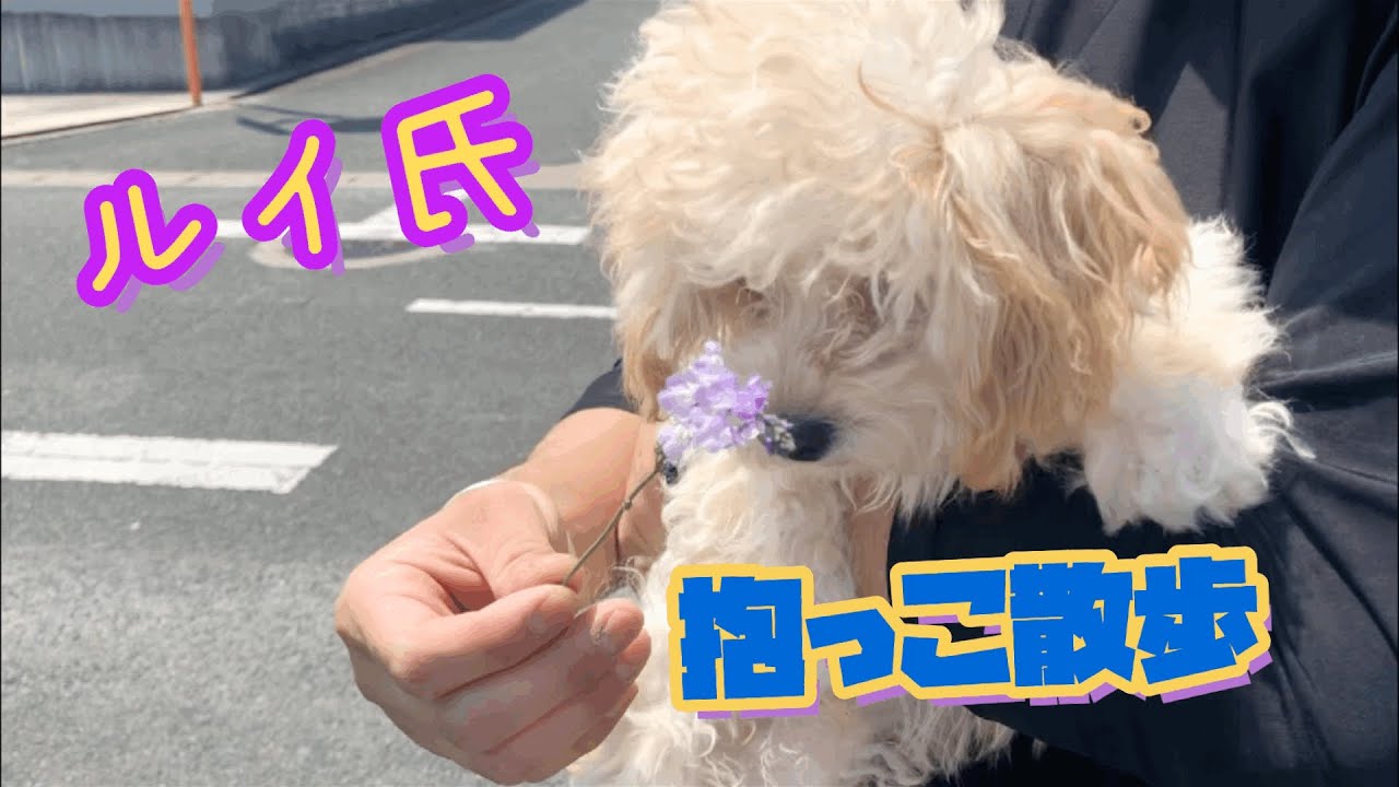 【子犬】【マルプー】ルイ抱っこ散歩編 YouTube