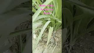 Safed Musli Ka Paudha