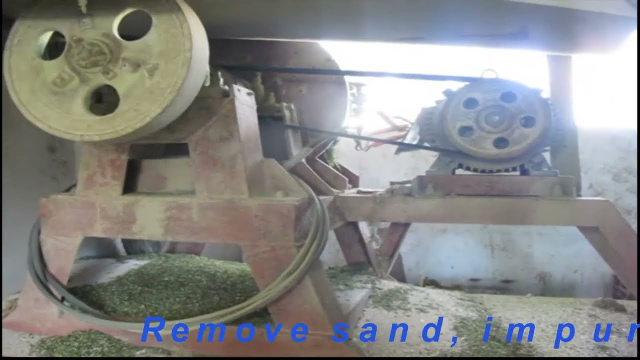 GREEN SEAWEED POWDER (ULVA LACTUCA)  #greenseaweedpowder #ulva #seaweed #seamoss  #seaweeds #vietnam