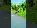 CJP ❎ BJP ✅ #fncontent #viral #funny #shortvideo