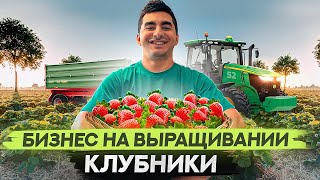 Бизнес на выращивании клубники. Как выращивать клубнику?