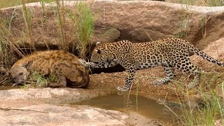 Leopard cub plays with Hyena