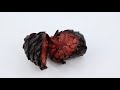 Цукат из кедровой шишки