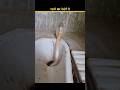 Snake in Bathroom? 😨