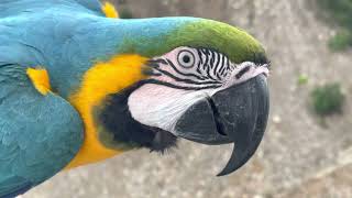 บลูโกล มาคอร์ อายุ 8 ปี ดุ ชะมัด blue gold macaw fierce