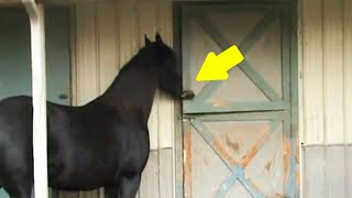 Фермеры в шоке! Эта лошадь делала нечто невероятное каждое утро, пока её не засняли скрытой камерой.