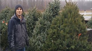 How to Pick The Best 'Real Christmas Tree'