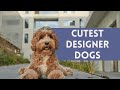 The 10 cutest designer dogs  most adorable hybrid breeds
