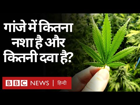 Ganja या Hemp या Hash कितना ख़तरनाक और कितना औषधीय है? (BBC Hindi)