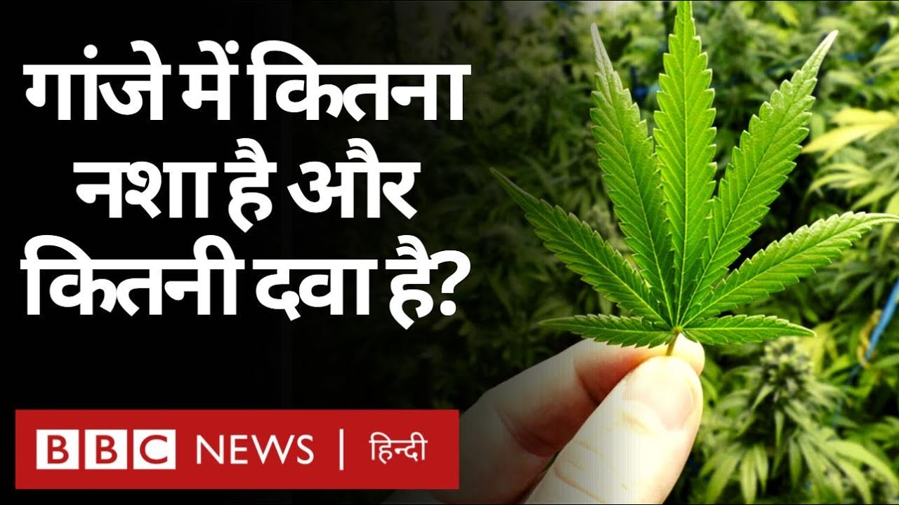 Ganja या Hemp या Hash कितना ख़तरनाक और कितना औषधीय है? (BBC Hindi) YouTube