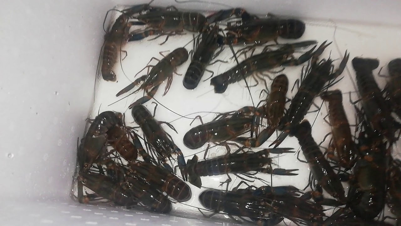 Lobster air tawar 