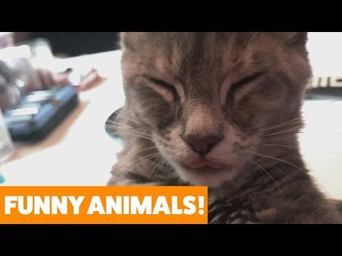 funniest-pets-&-animals-of-the-week-|-funny-pet-videos