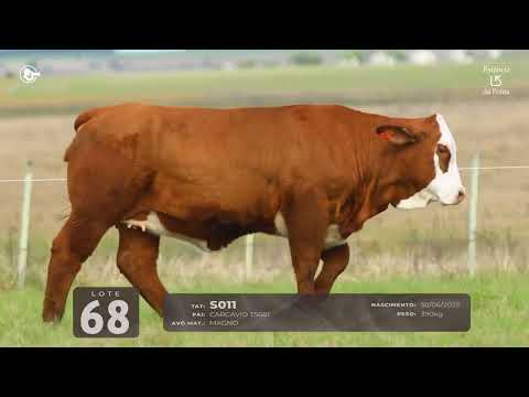 LOTE 68   TAT S011 F Braford