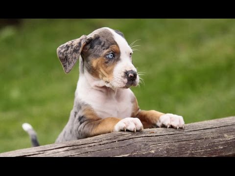 Video: Perro De Leopardo De Catahoula