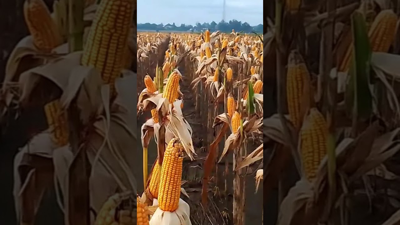 Jemur Jagung di atas pohon