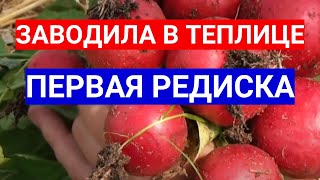 Теплица В Апреле Не Должна  Пустовать - Посейте Редиску И Первую Зелень