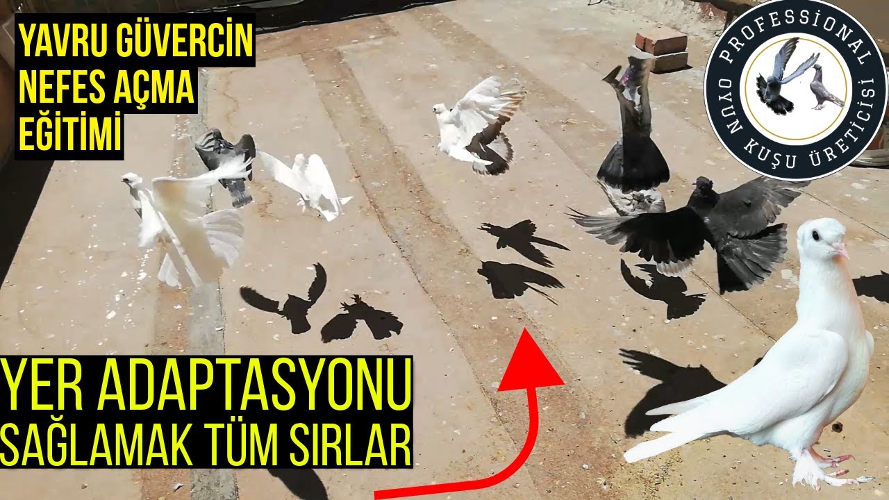 YAVRU GÜVERCİN YER HAKİMİYETİ VE NEFES AÇMA UÇUM SÜRESİ UZATMA