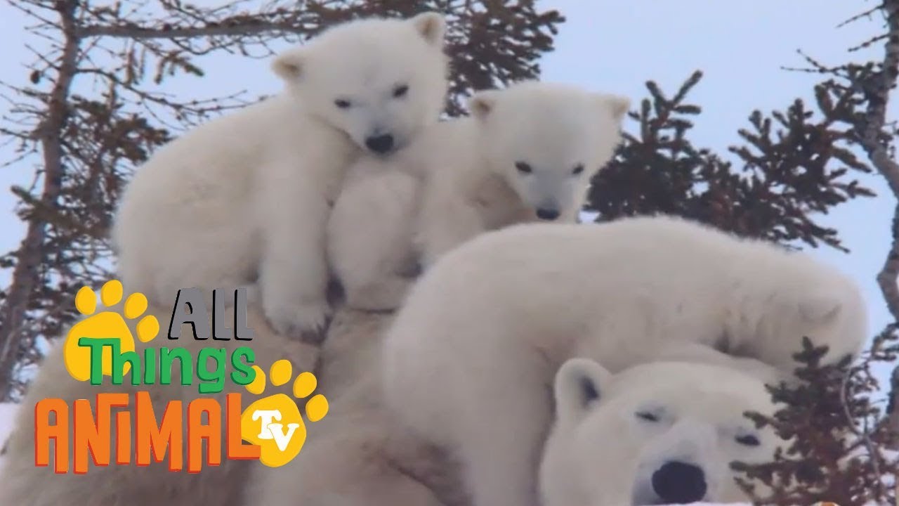 * POLAR BEAR * | Animals For Kids | All Things Animal TV - YouTube
