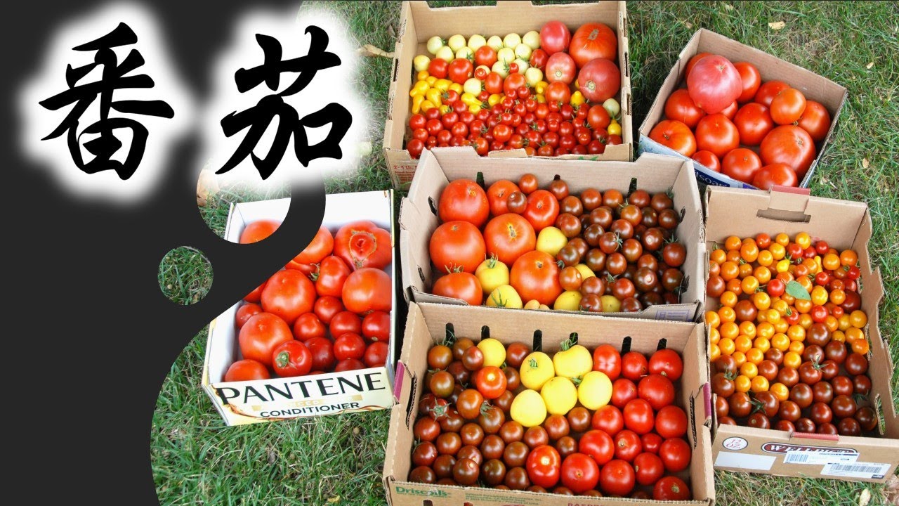 (1076)蕃茄ページ Heirloom Tomato | 夏天一定要吃的丑番茄🍅 | 社区美食精选
